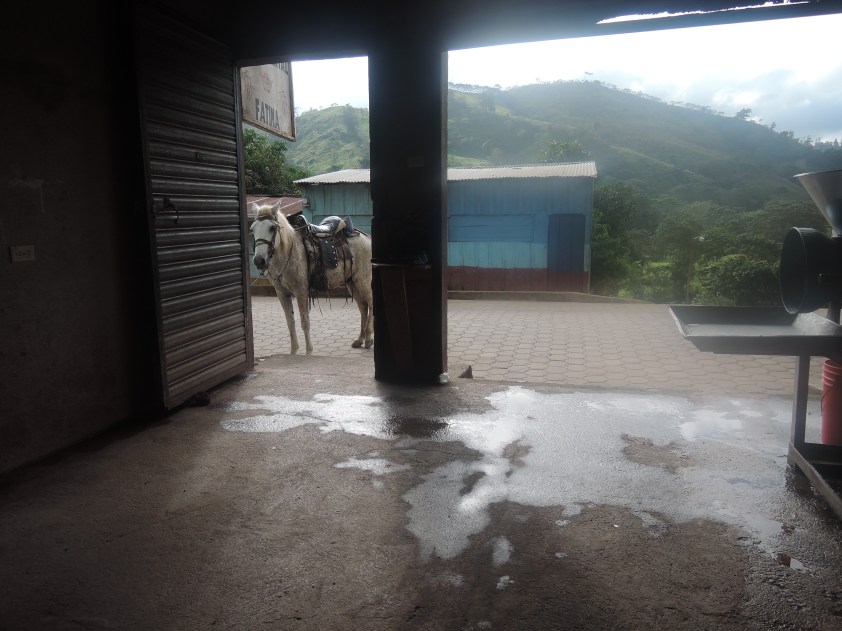 The horse was waiting at the start of the trip, and on reflection it would have been much quicker if I'd taken it.