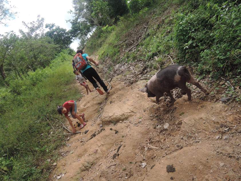 One of my more random experiences occurred on the journey, this time helping a few young boys to walk their pig which they were bringing in for their families New Years Eve celebrations.