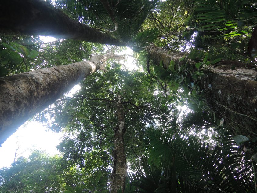 Looking up through the trees in jungle surrounding Las Piedras.